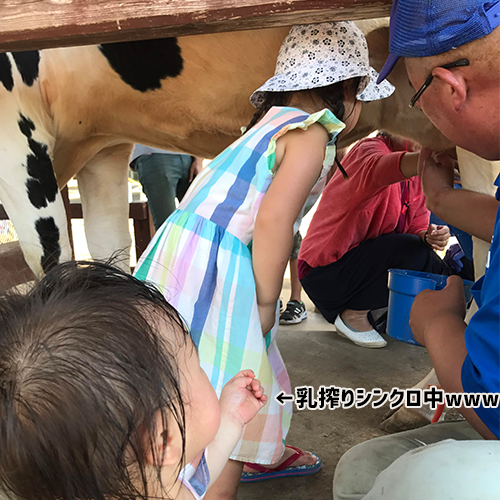 千葉の子どもと遊ぶおすすめ観光スポット（成田ゆめ牧場）乳しぼりコドモード