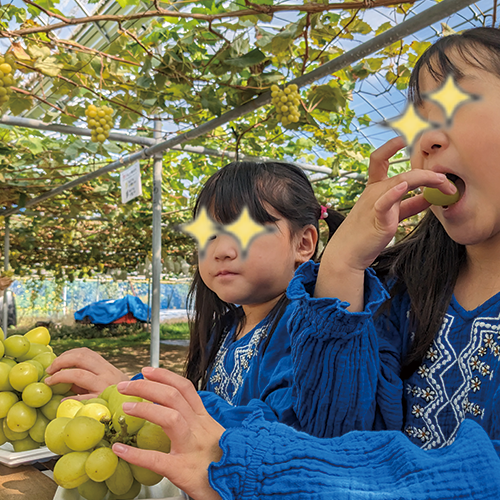 秩父長瀞 子供 収穫体験 シャインマスカット狩り