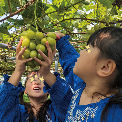 秩父長瀞 子供 収穫体験 シャインマスカット狩り