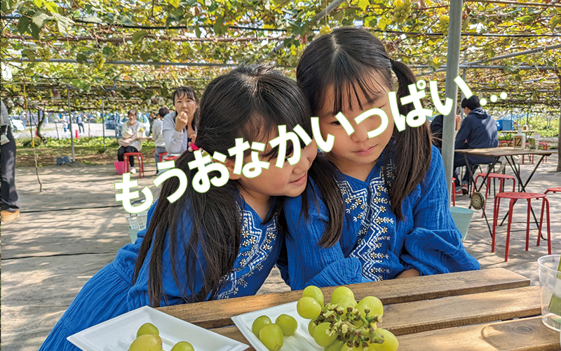 秩父長瀞 子供 収穫体験 シャインマスカット狩り