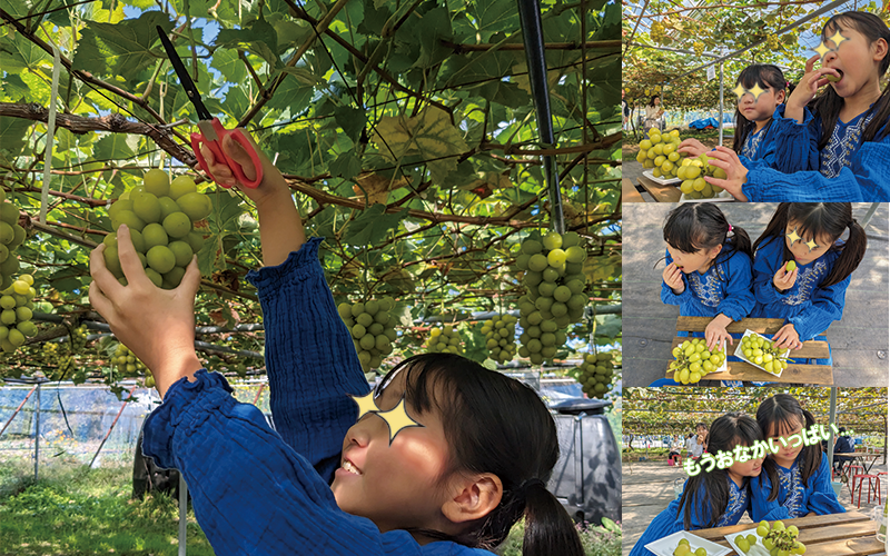 秩父 長瀞 子供連れ 体験 シャインマスカット狩り