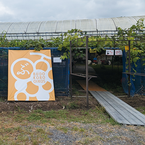 秩父長瀞 子供 収穫体験 シャインマスカット狩り