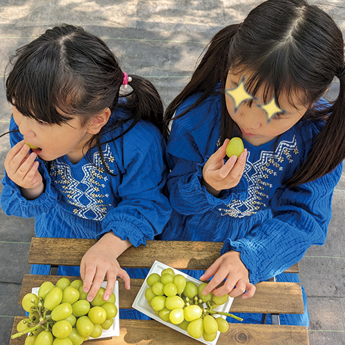 秩父長瀞 子供 収穫体験 シャインマスカット狩り