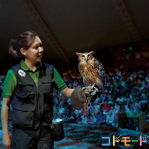 シンガポール動物園 子連れ（ナイトサファリ）
