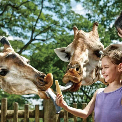 シンガポール動物園 子連れ