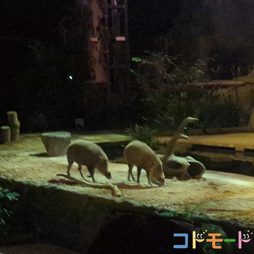 シンガポール動物園 子連れ（ナイトサファリ）