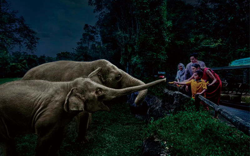 シンガポール動物園 子連れ（ナイトサファリ）