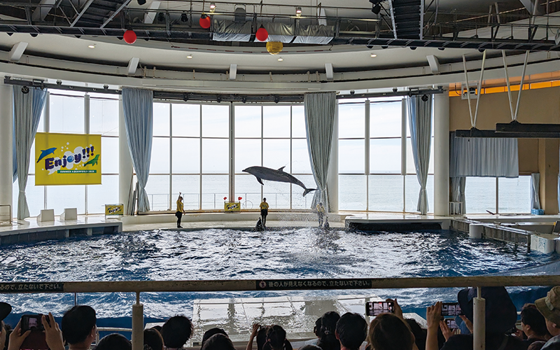 大洗　子供連れ　日帰り　アクアワールド茨城大洗水族館（イルカショー）１