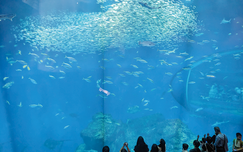 大洗　子供連れ　日帰り　アクアワールド茨城大洗水族館